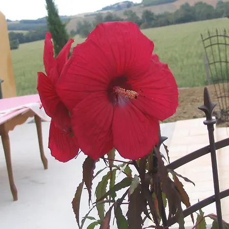 Chambres D'hotes Au Chien Bleu Bed & Breakfast *